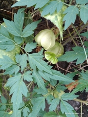 Lesser Balloon Vine