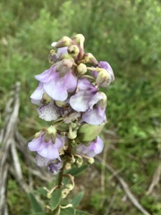 Angelonia integerrima