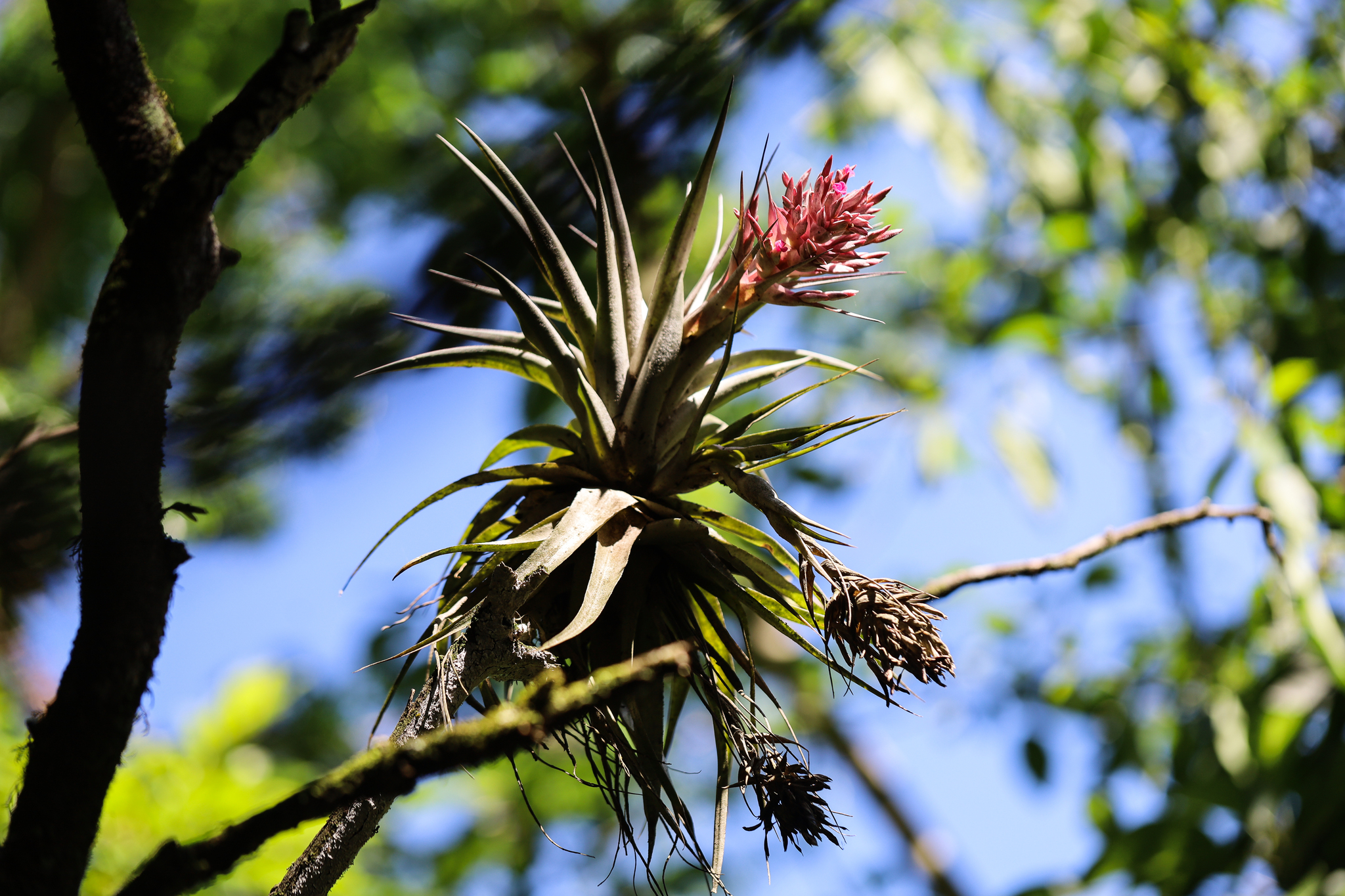 Tillandsia geminiflora