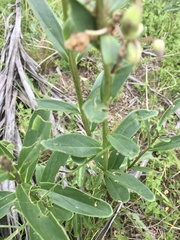 Angelonia integerrima