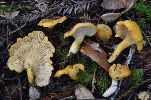 Pacific Golden Chanterelle