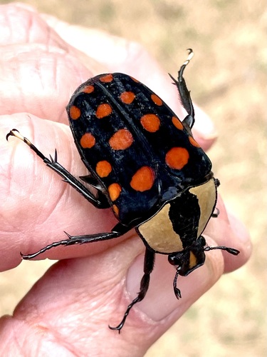 Orange-spotted fruit chafer