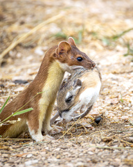 Ord's Kangaroo Rat photo 5