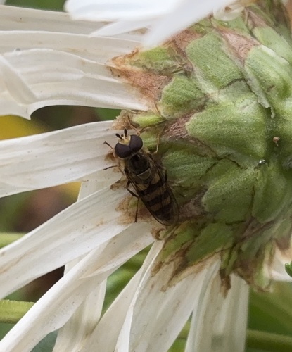 Unknown species found near Walnut St, Madison, WI, US