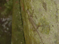 Draco melanopogon