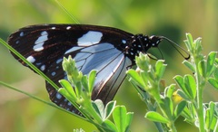 Amauris ochlea ochlea