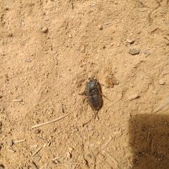 Erichius vittatus vittatus