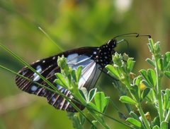 Amauris ochlea ochlea