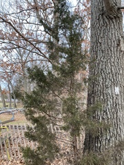Juniperus virginiana virginiana