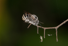 Anthophora marginata