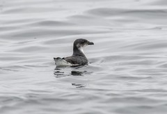 Pelecanoides garnotii