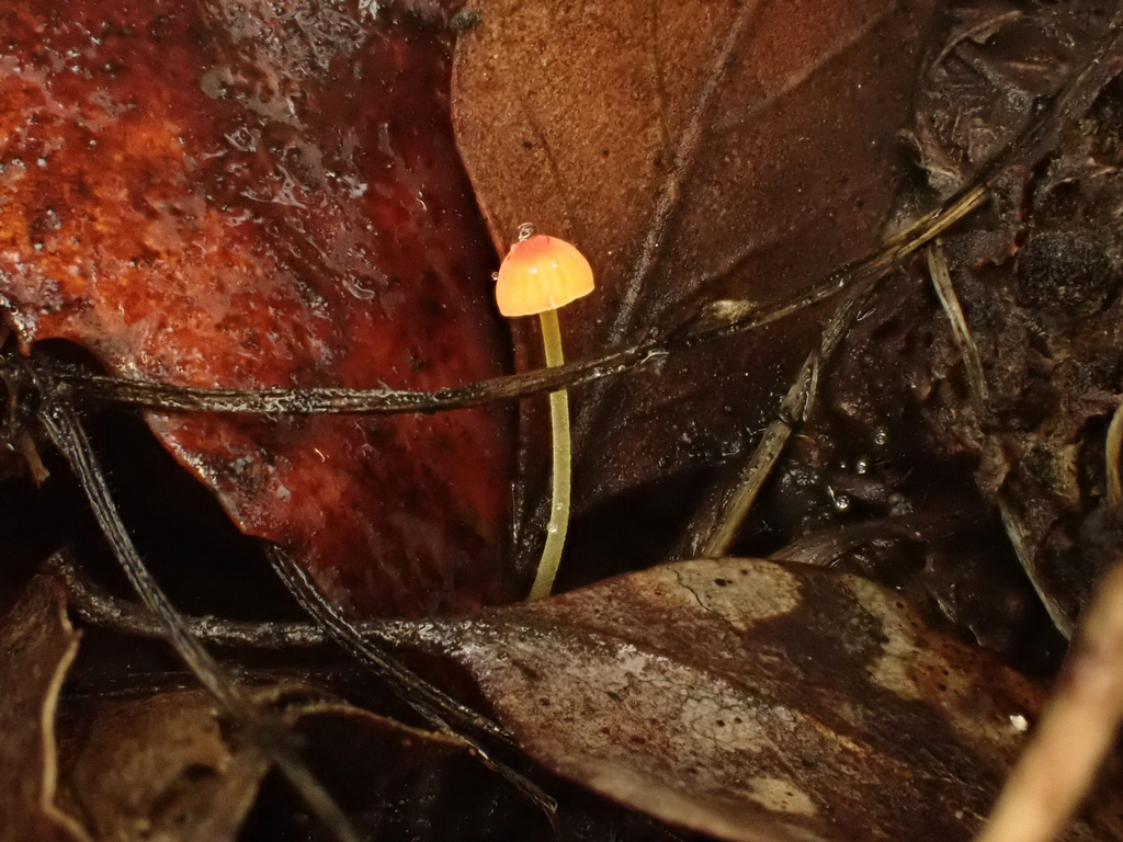 Pruinomycena acicula · November 2025 · photo: © reago (iNaturalist, cc-by)