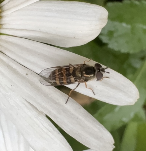 Unknown species found near Walnut St, Madison, WI, US