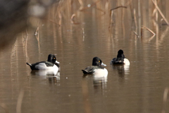 Aythya collaris