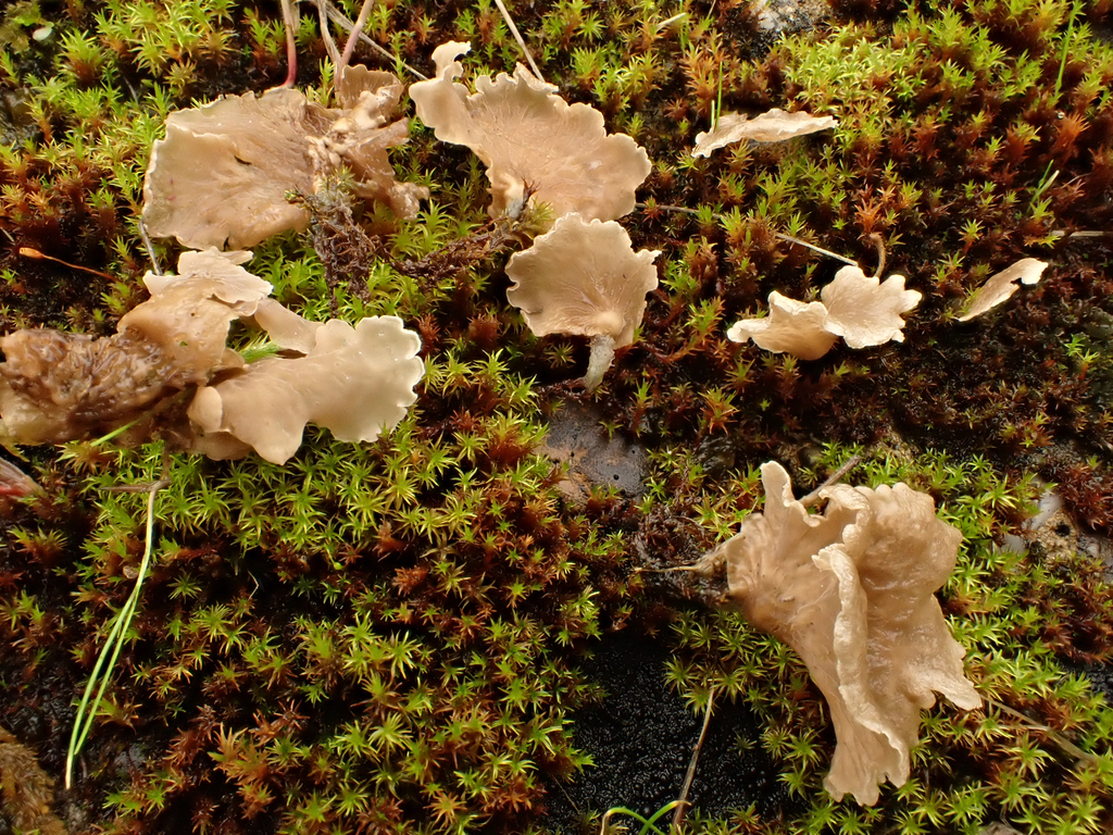 Arrhenia retiruga · November 2025 · photo: © reago (iNaturalist, cc-by)