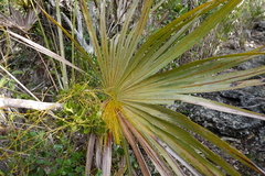 Acoelorraphe wrightii