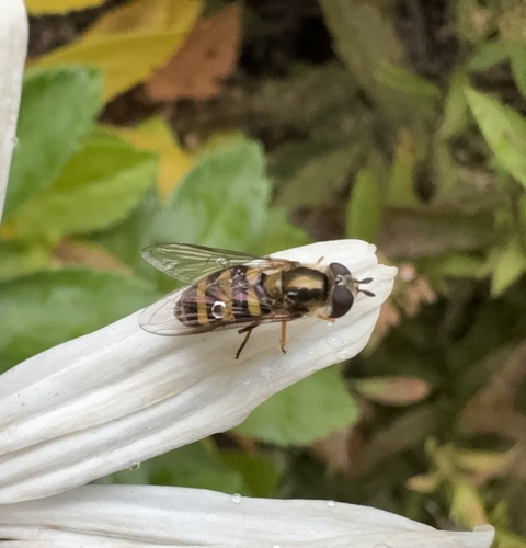 Unknown species found near Walnut St, Madison, WI, US