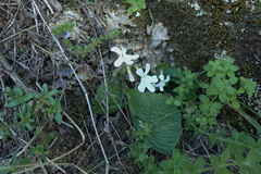 Streptocarpus pentherianus