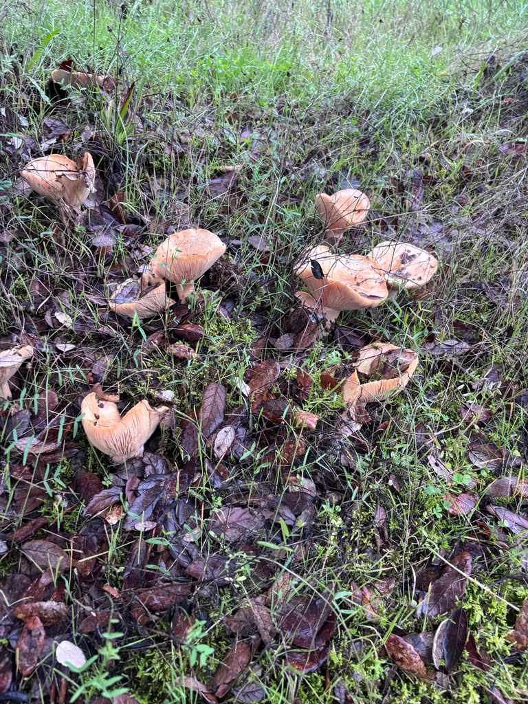 Lactarius alnicola · November 2025 · photo: © reago (iNaturalist, cc-by)