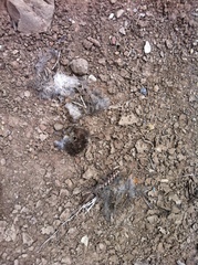Otospermophilus beecheyi