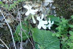 Streptocarpus pentherianus