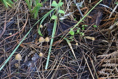 Psilocybe pelliculosa