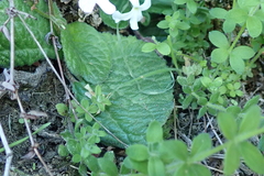 Streptocarpus pentherianus