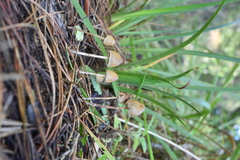 Psilocybe pelliculosa