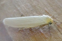 Crambidia xanthocorpa