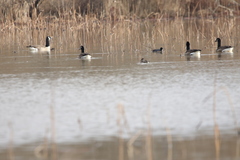 Branta canadensis