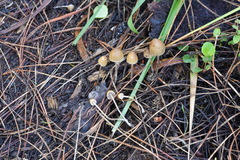 Psilocybe pelliculosa