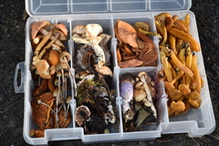 Psilocybe pelliculosa