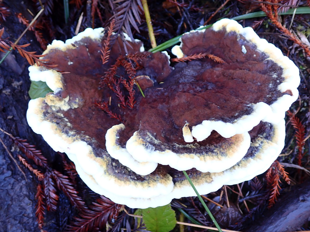Phaeolus hispidoides · November 2025 · photo: © chilipossum (iNaturalist, cc-by)