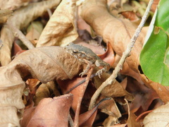 Ingerophrynus biporcatus