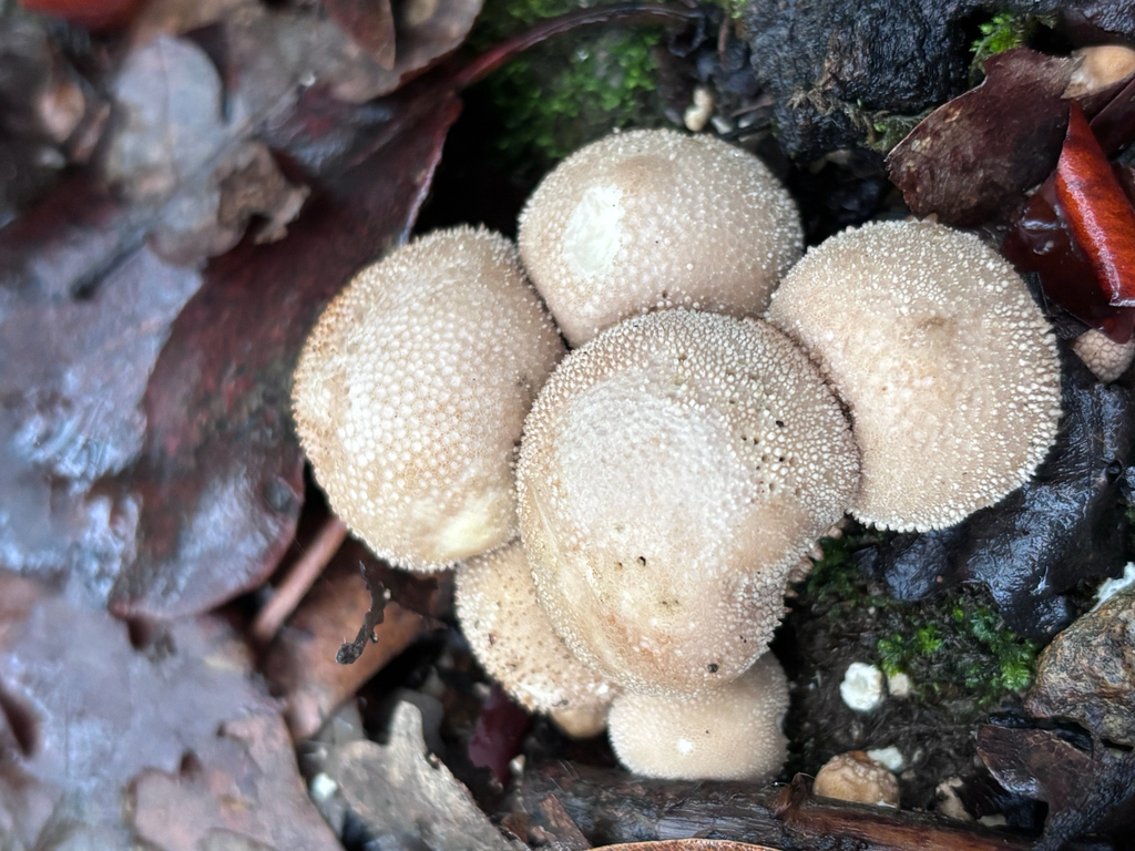 Lycoperdon perlatum · November 2025 · photo: © reago (iNaturalist, cc-by)