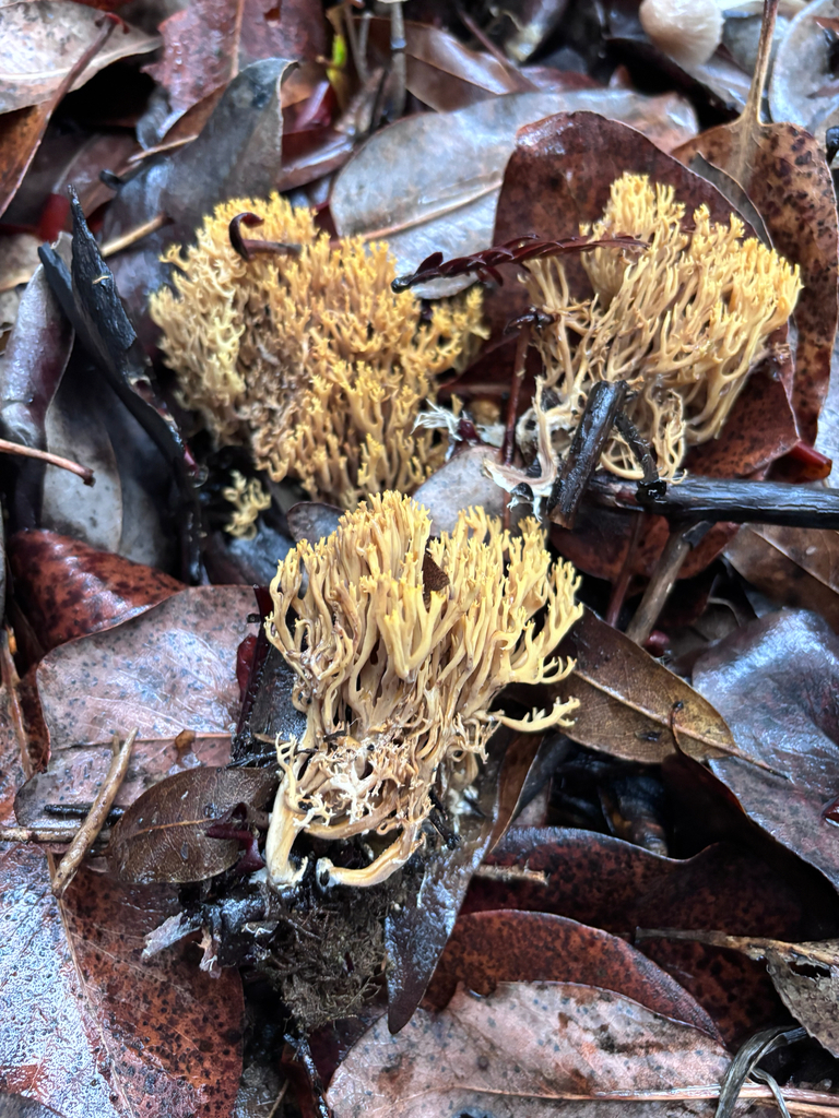 Phaeoclavulina myceliosa · November 2025 · photo: © reago (iNaturalist, cc-by)