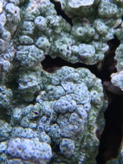 Pertusaria pertusa