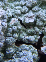 Pertusaria pertusa