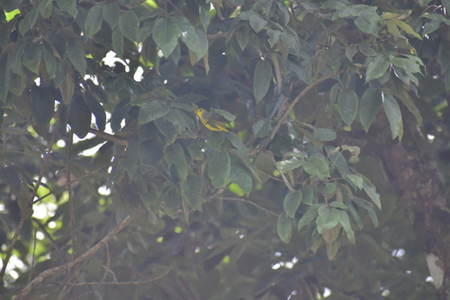 Northern Yellow Warbler