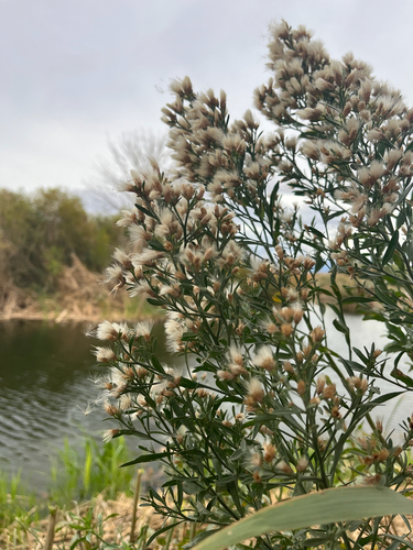 Baccharis salicina, photograph 3