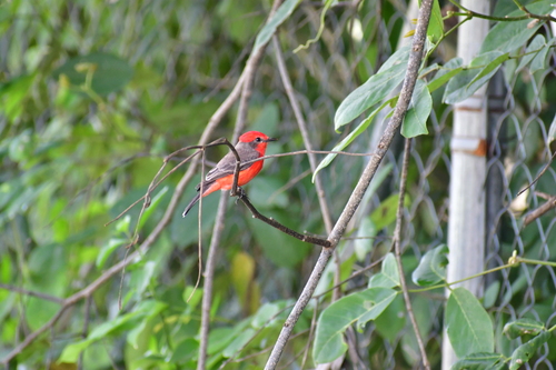 Vermilion Flycatcher