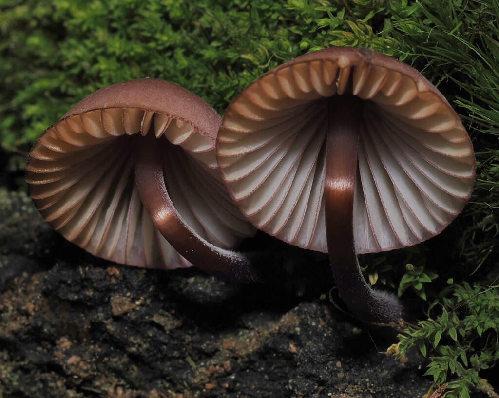 Mycena purpureofusca · November 2025 · photo: © wendybirds (iNaturalist, cc-by)