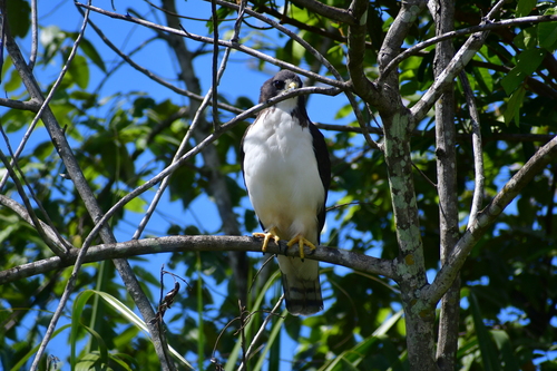 Short-tailed Hawk