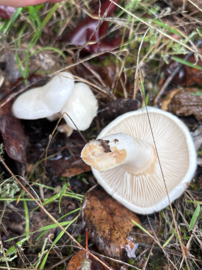 Hygrophorus eburneus · November 2025 · photo: © reago (iNaturalist, cc-by)