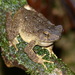 River Toad - Photo (c) Antonio Rodríguez Arduengo, some rights reserved (CC BY-NC), uploaded by Antonio Rodríguez Arduengo
