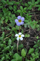 Eriocapitella rivularis