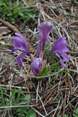 Roscoea