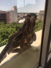 Parabuteo unicinctus