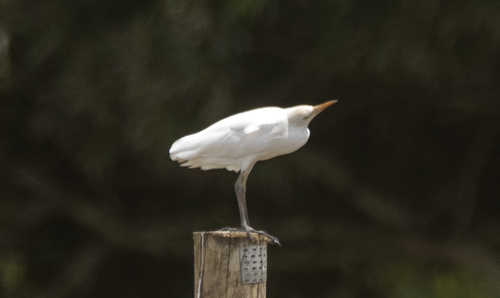Western Cattle-Egret