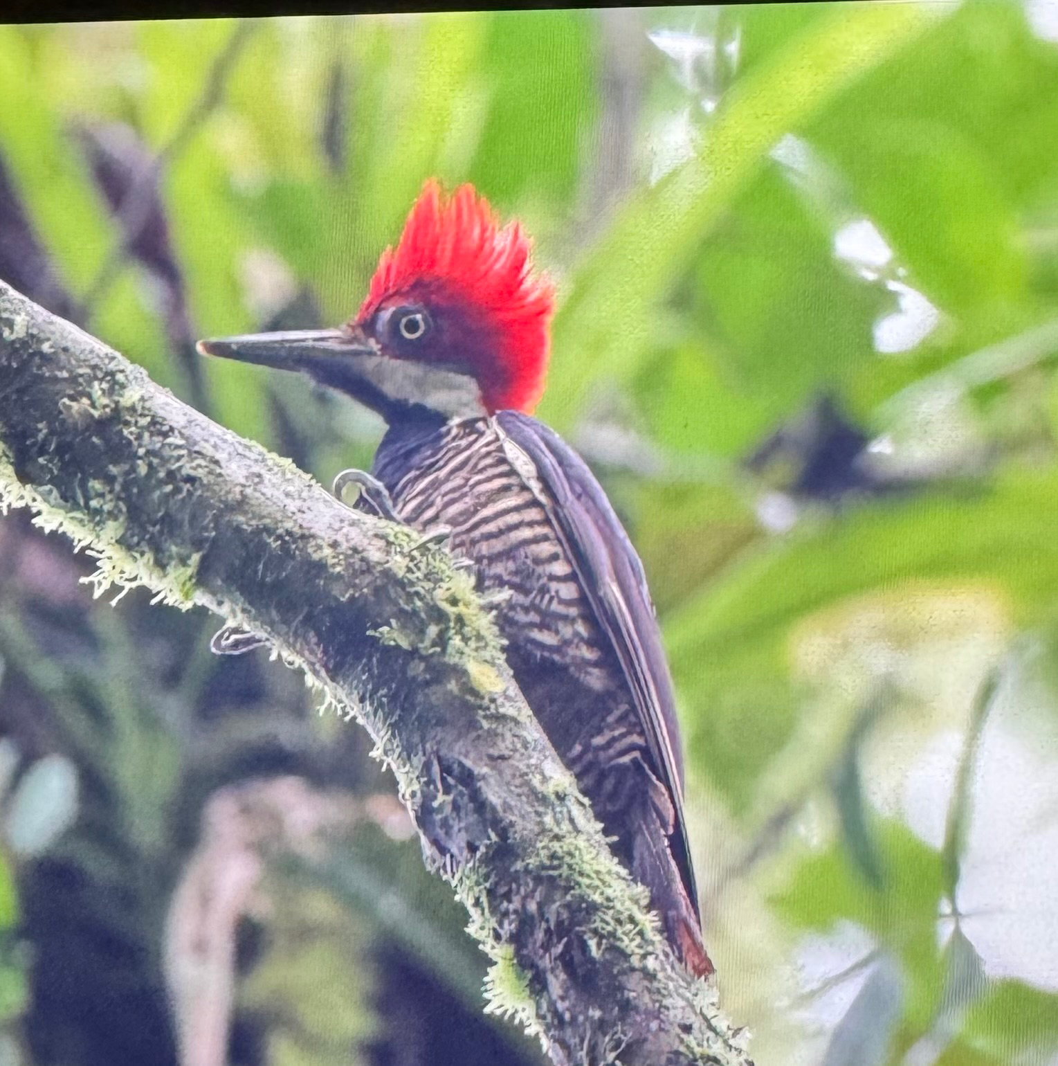 Guayaquil Woodpecker (Campephilus gayaquilensis), photo 4